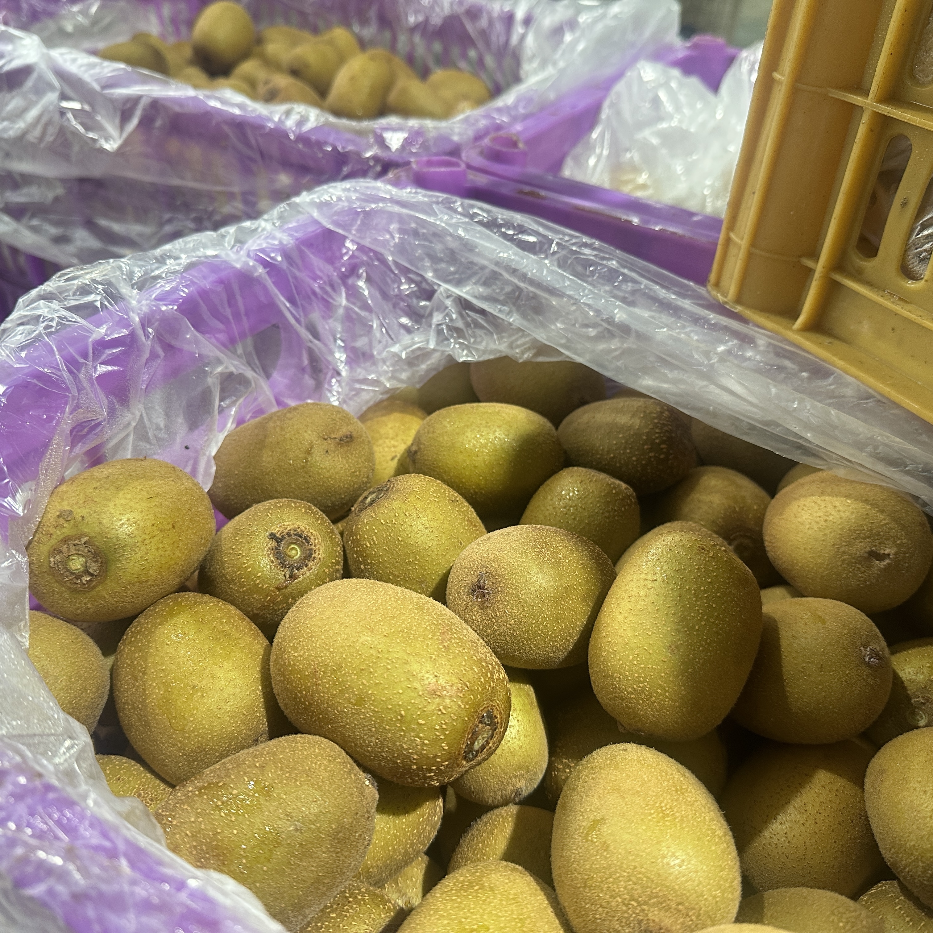 Kiwi Fruit | Sweet-Tart Balance, Fresh and Juicy