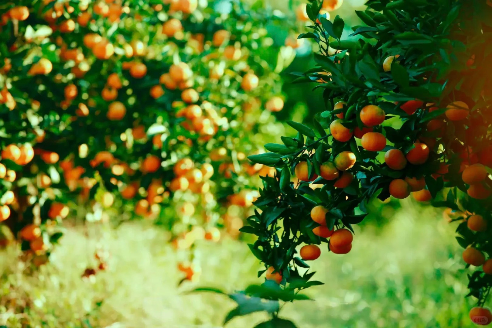 Shimen Honey Mandarin | Thin Skin, Juicy, and Sweet