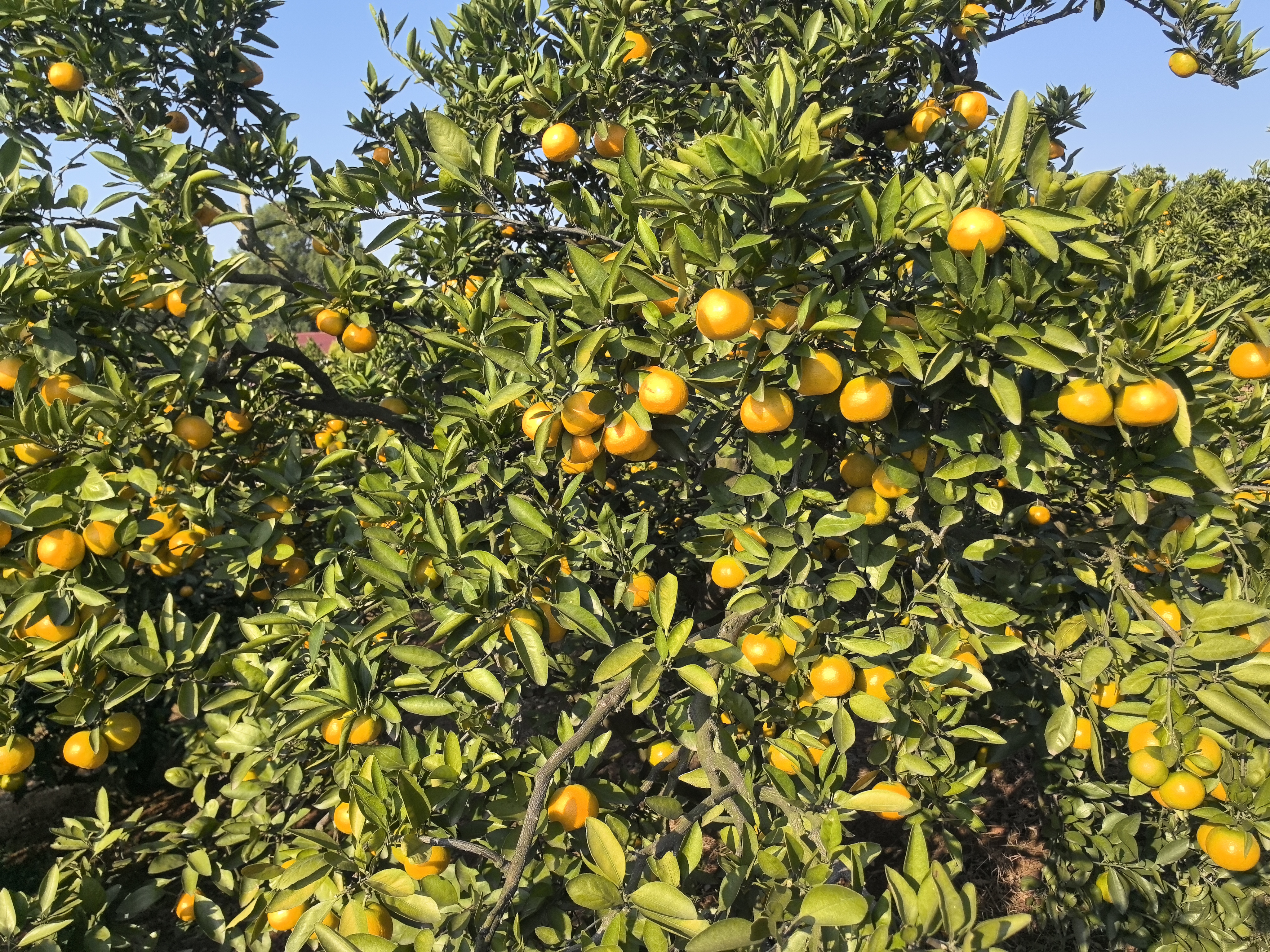 Shimen Honey Mandarin | Thin Skin, Juicy, and Sweet