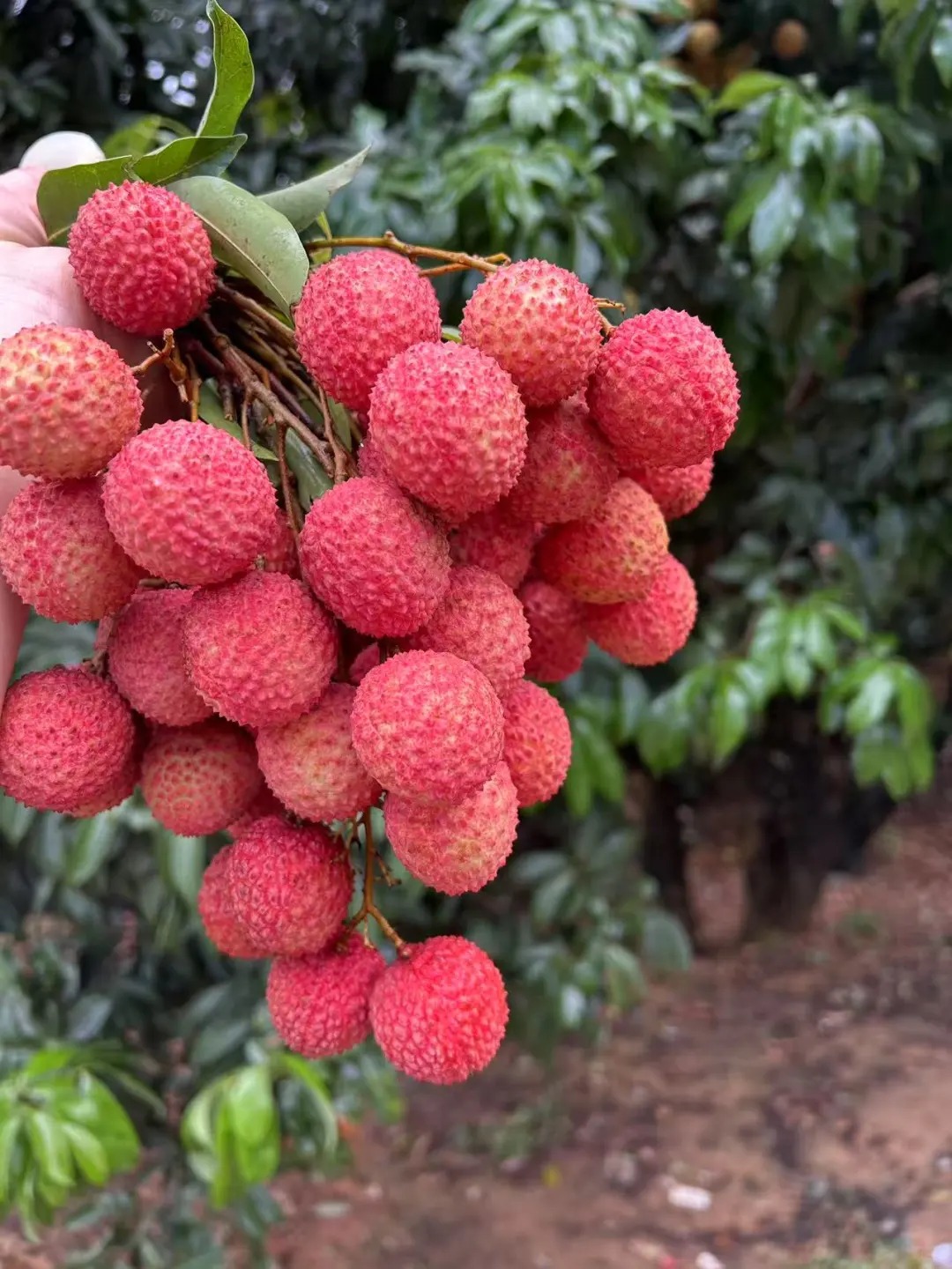 Guiwei Lychee | Fragrant and Honey-Sweet