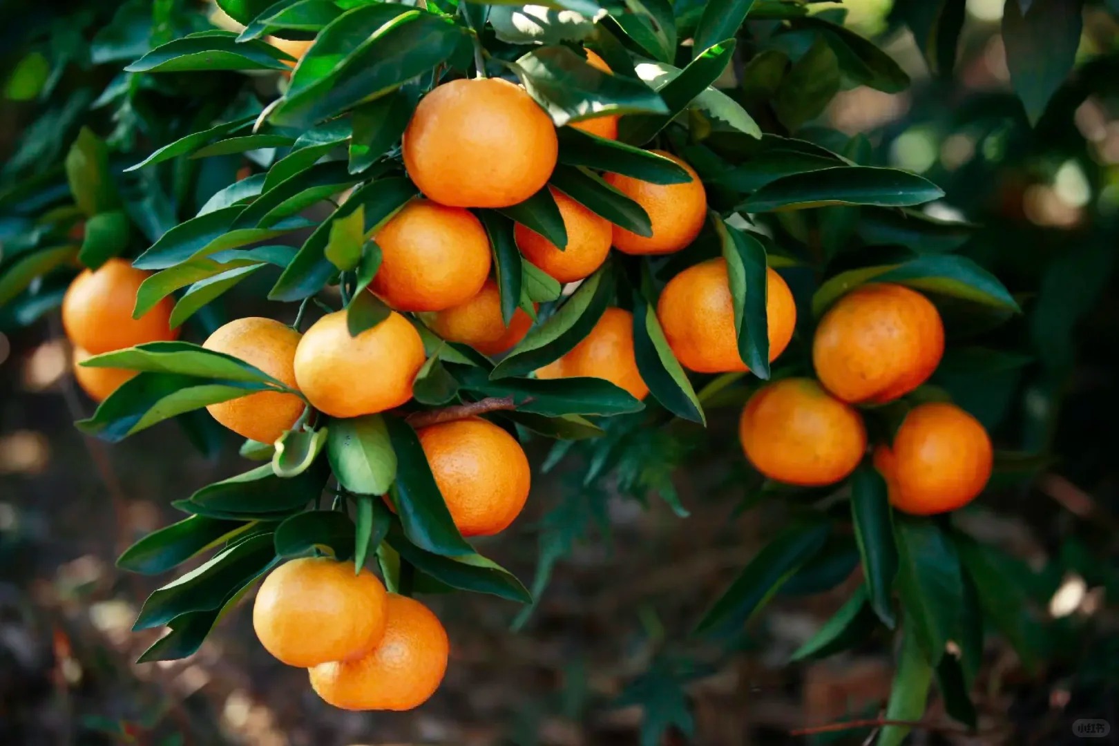 Shimen Honey Mandarin | Thin Skin, Juicy, and Sweet