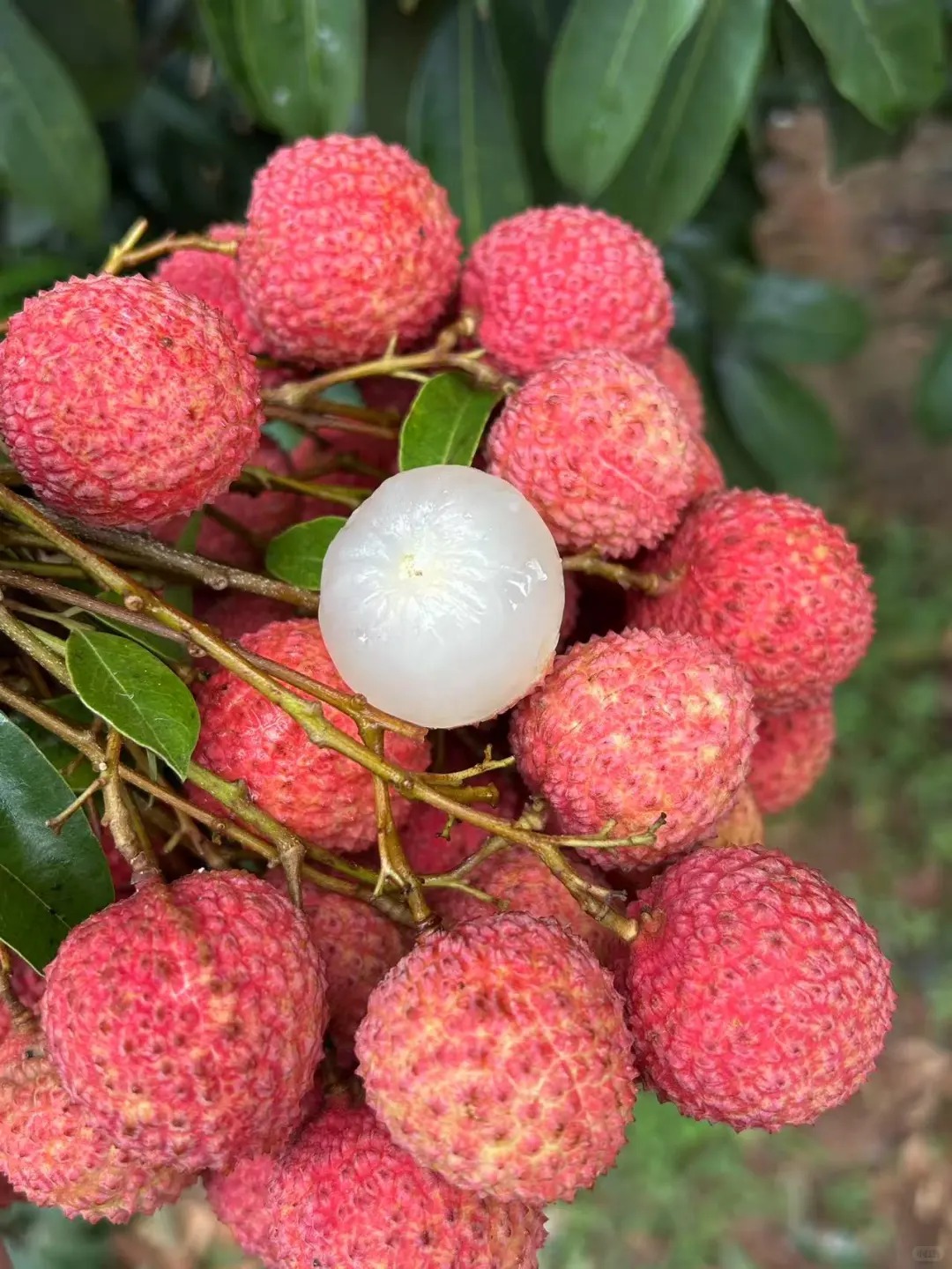 Guiwei Lychee | Fragrant and Honey-Sweet