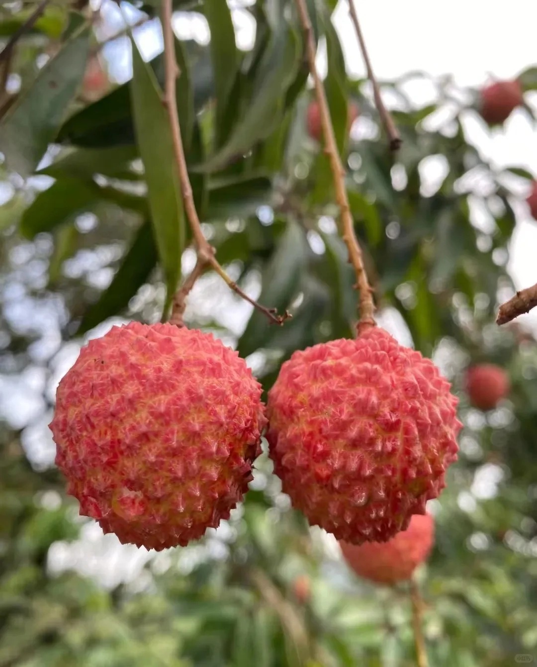 Guiwei Lychee | Fragrant and Honey-Sweet