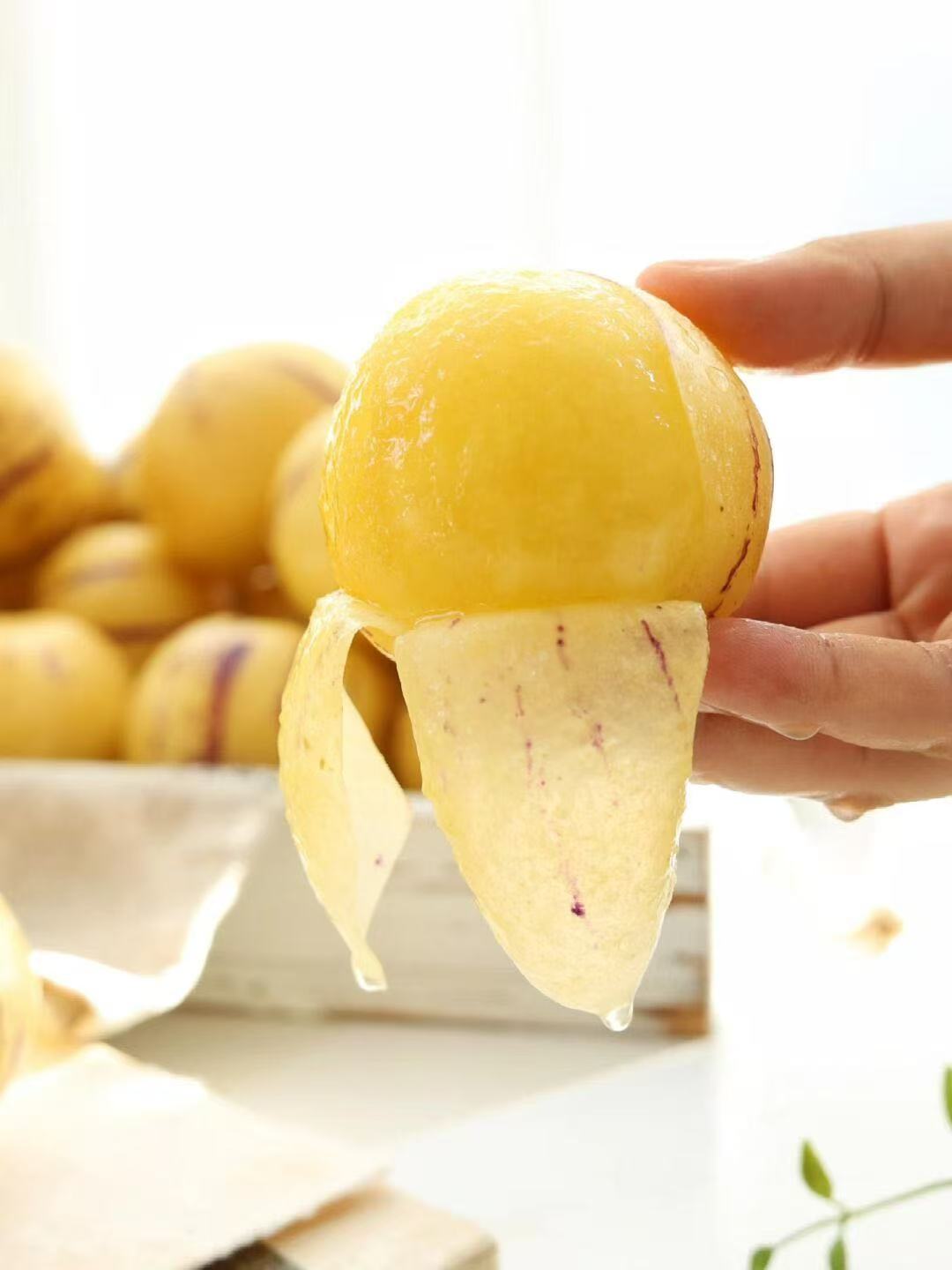 Pepino Melon