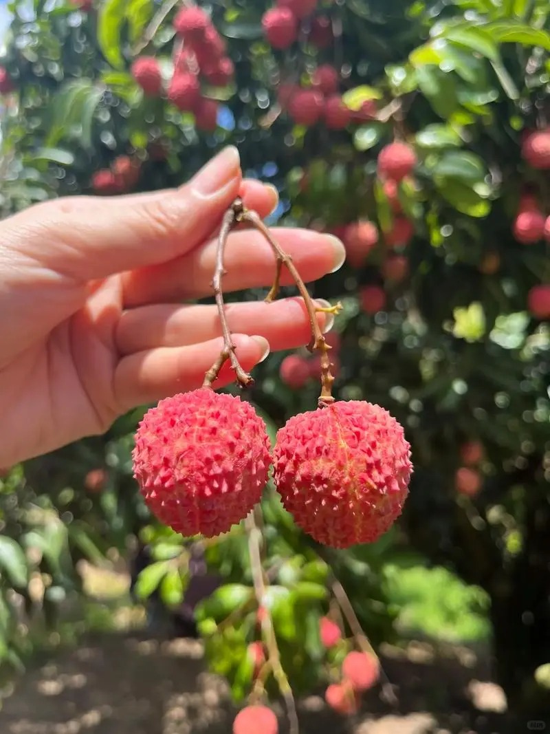 Guiwei Lychee | Fragrant and Honey-Sweet