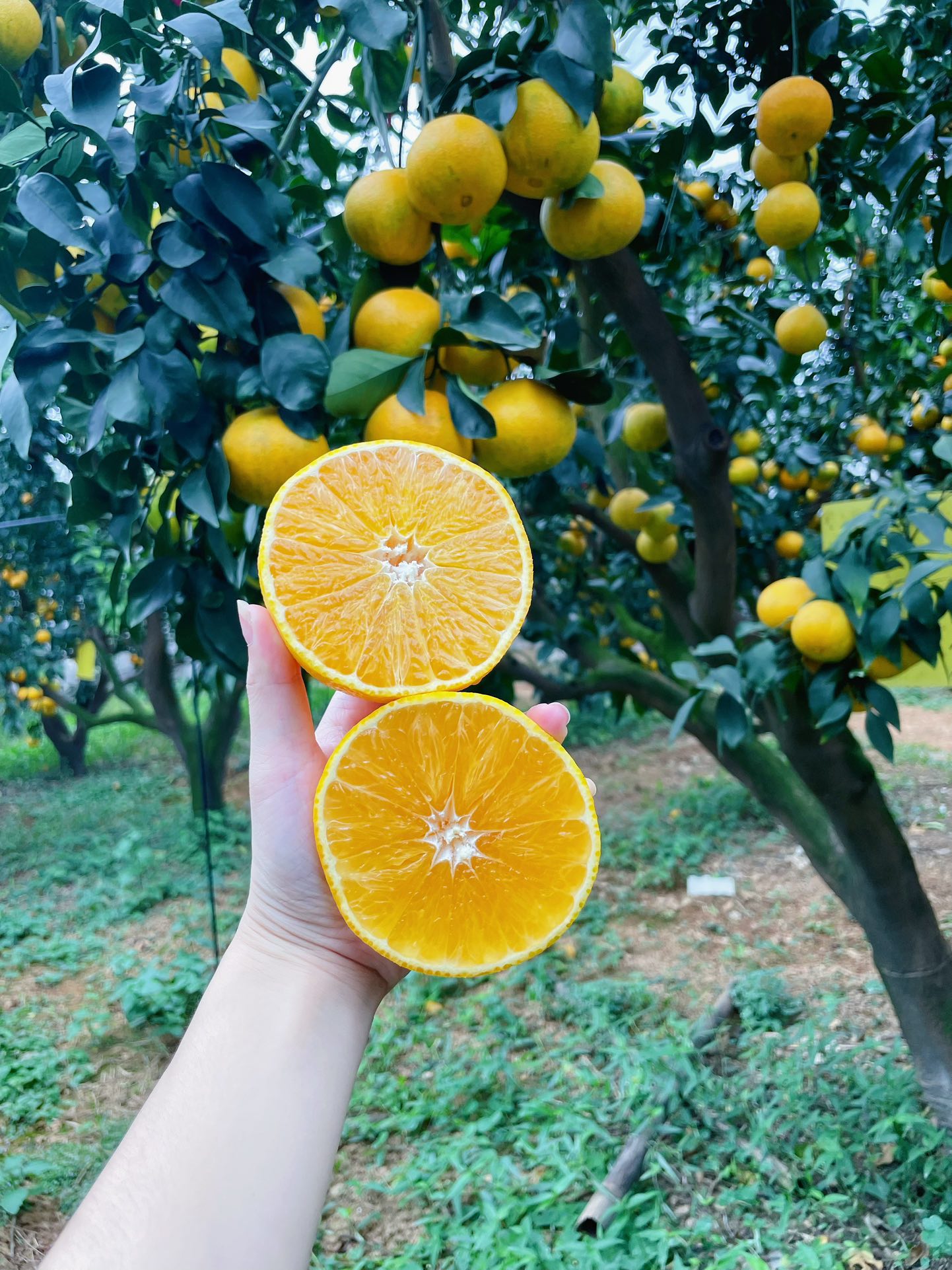 Red Beauty Mandarin | Bright Red, Sweet and Juicy
