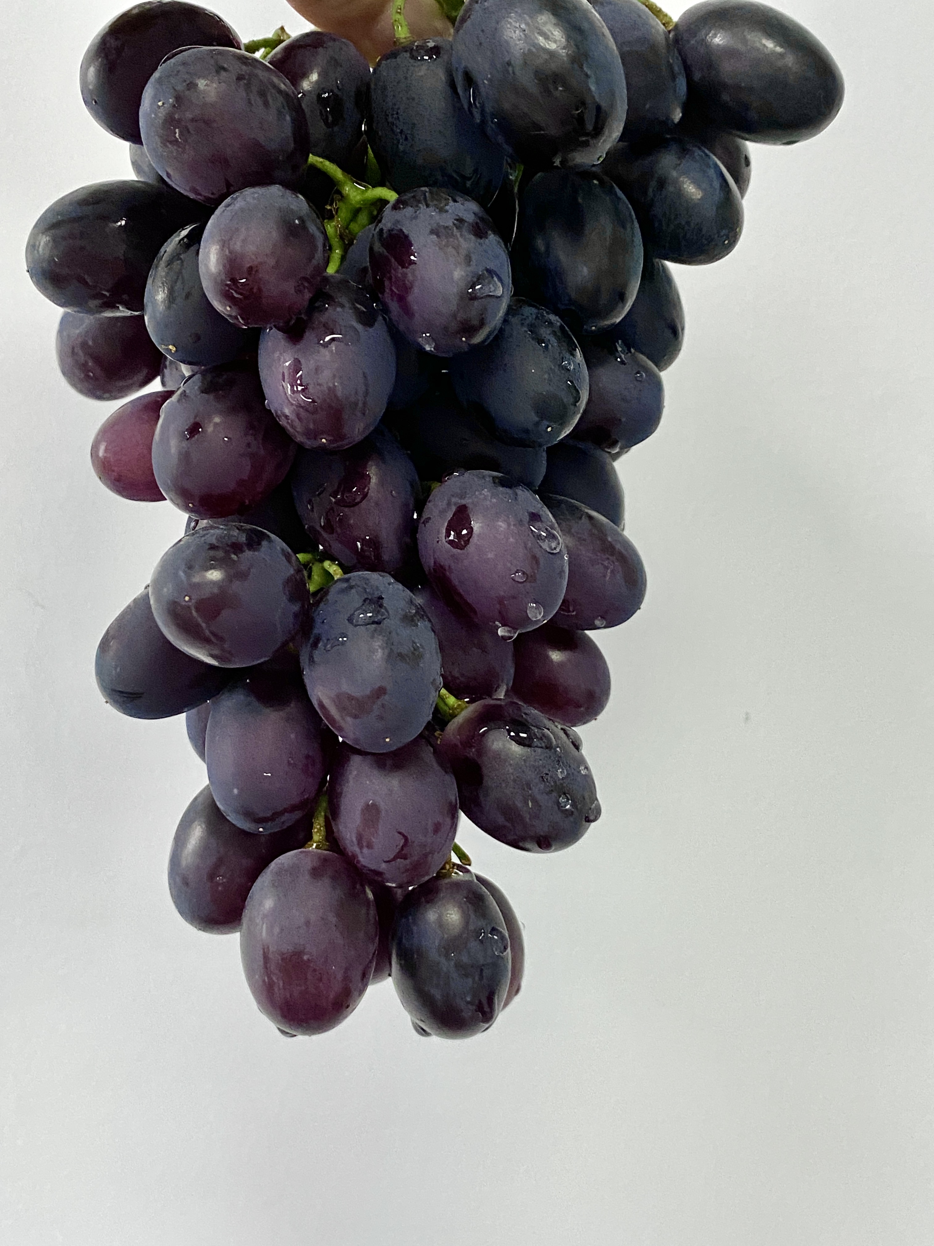 Purple Sweet A17 Grape 