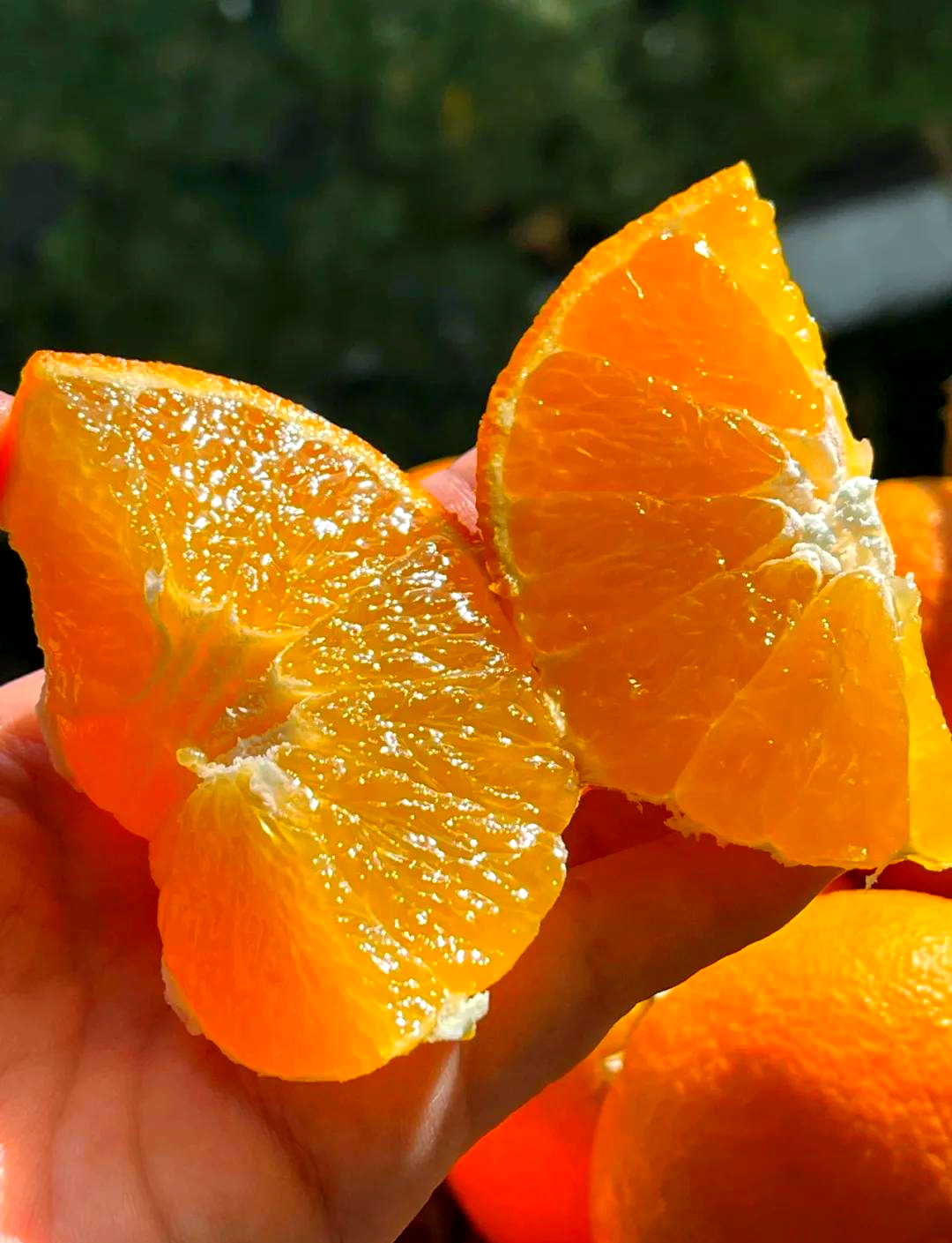 Ehime 38 Jelly Orange | Jelly-Like Flesh, Sweet and Juicy
