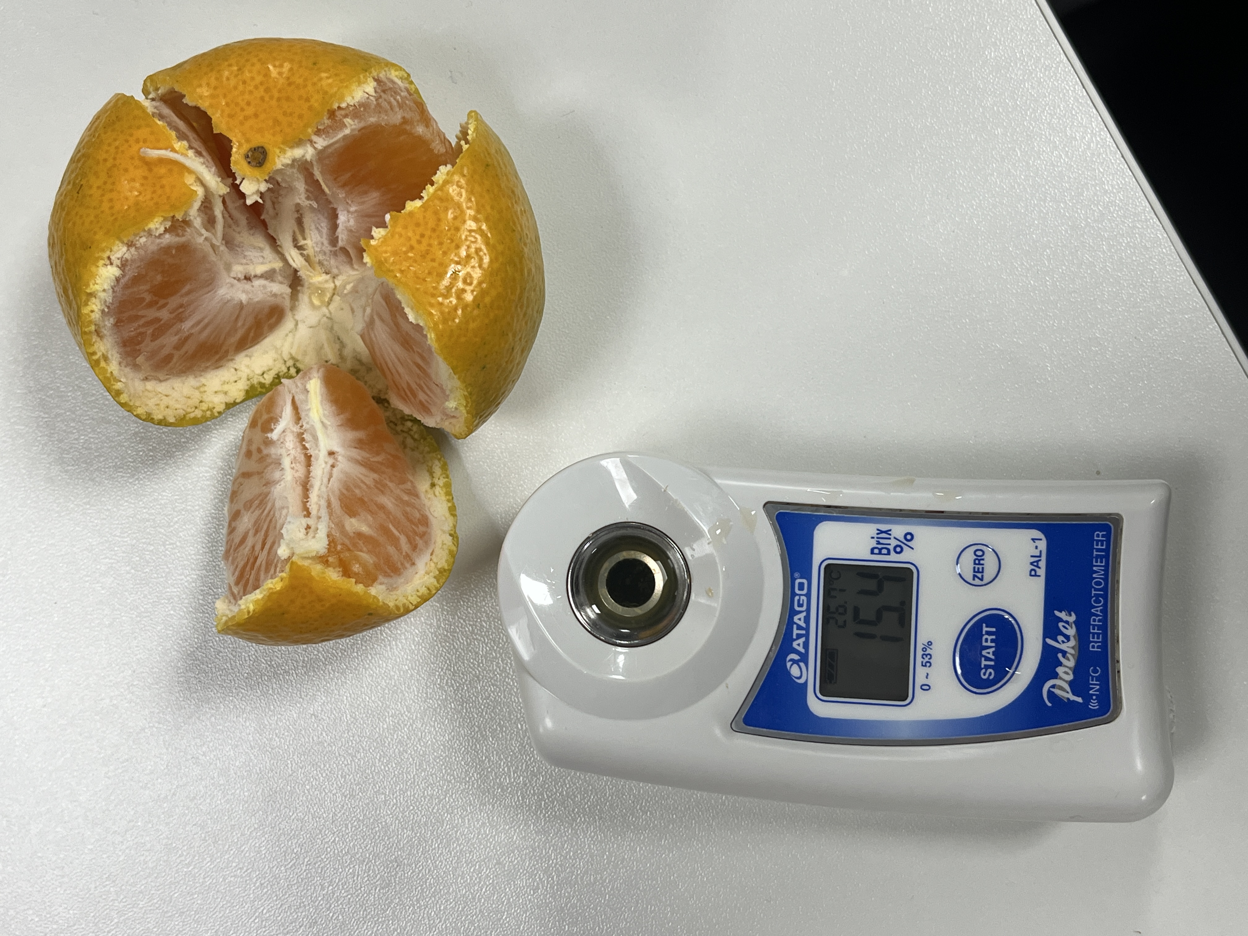 Shimen Honey Mandarin | Thin Skin, Juicy, and Sweet