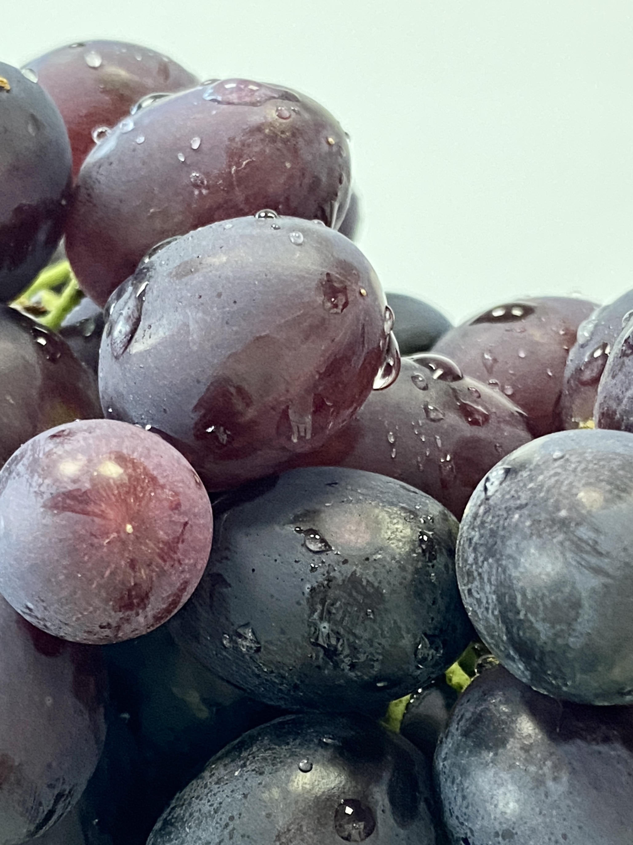 Purple Sweet A17 Grape 