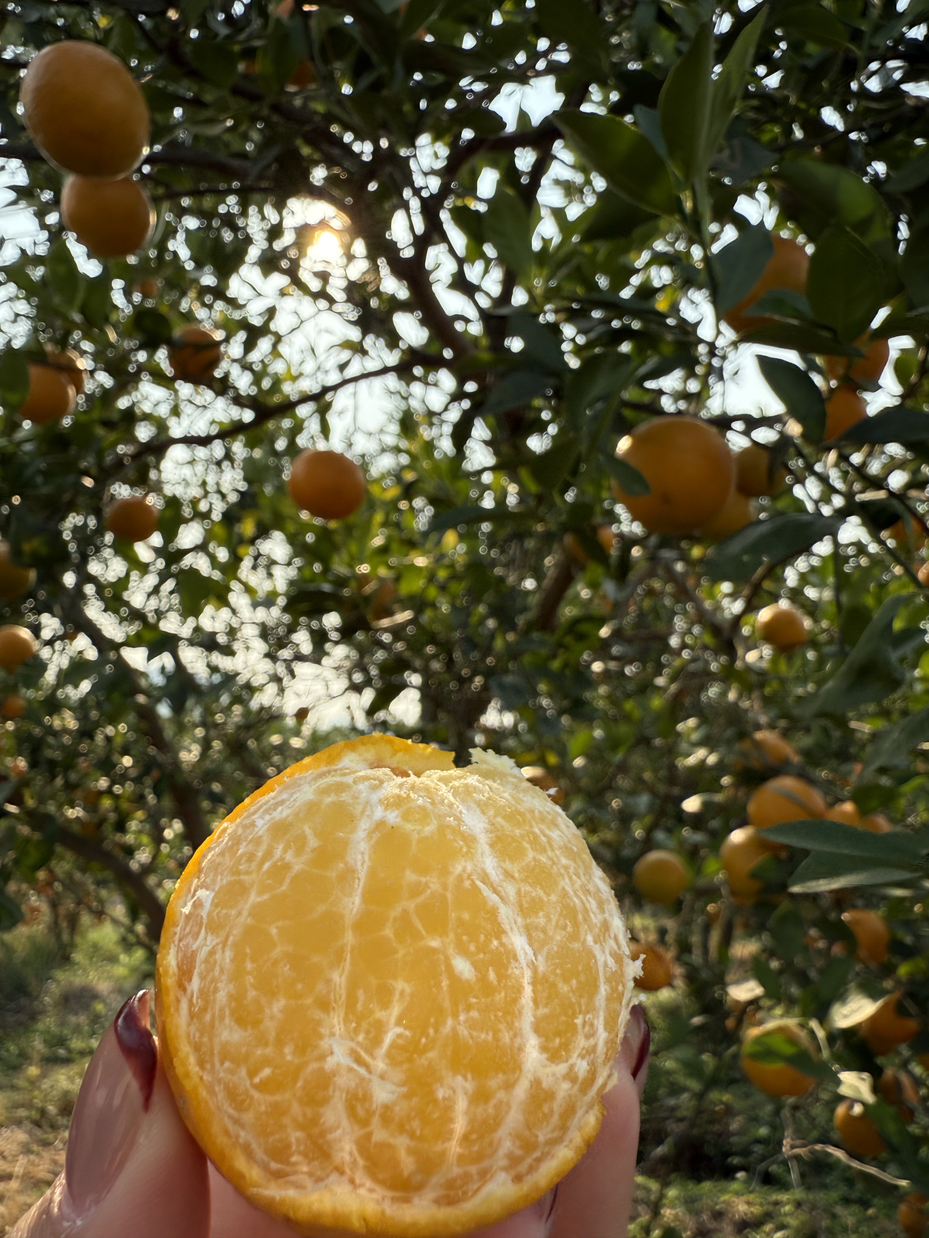 Orah Mandarin | Sweet, Juicy, and Refreshing