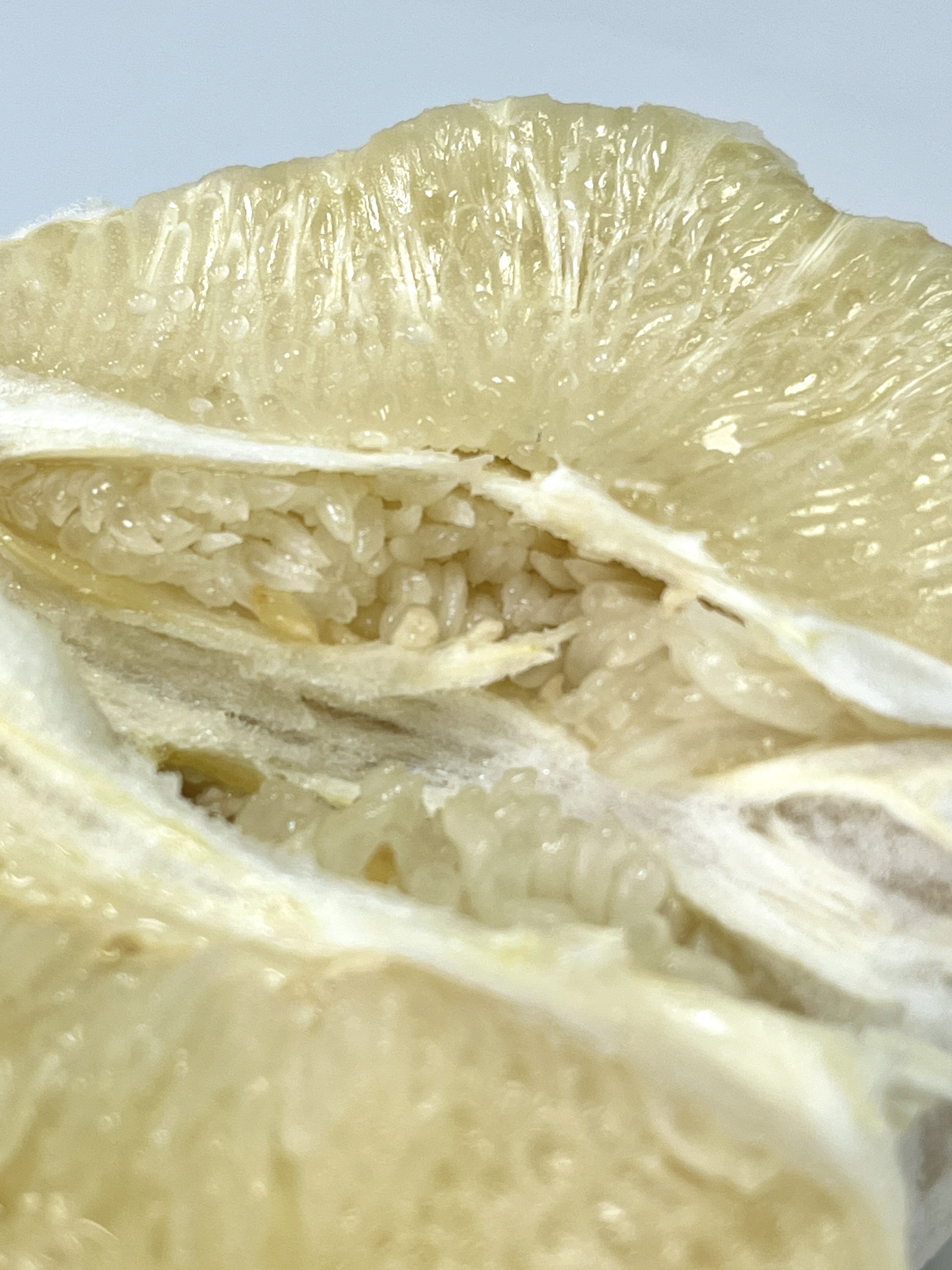 White Pomelo