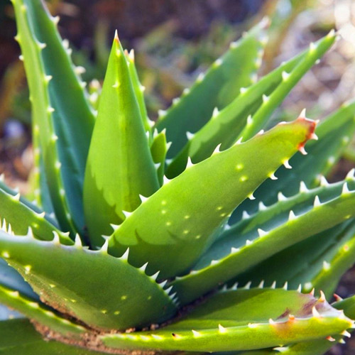 [Global-CN05] Magical Flavour Nut & Herb Concentrated Flavors