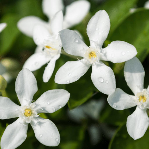 [Global-CN05] Magical Flavour Nut & Herb Concentrated Flavors