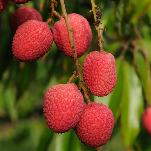 [Global-CN05] Magical Flavour Fruit Concentrated Flavors