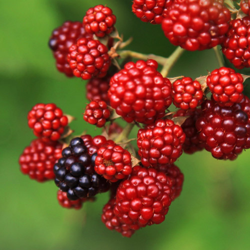 [Global-CN05] Magical Flavour Fruit Concentrated Flavors