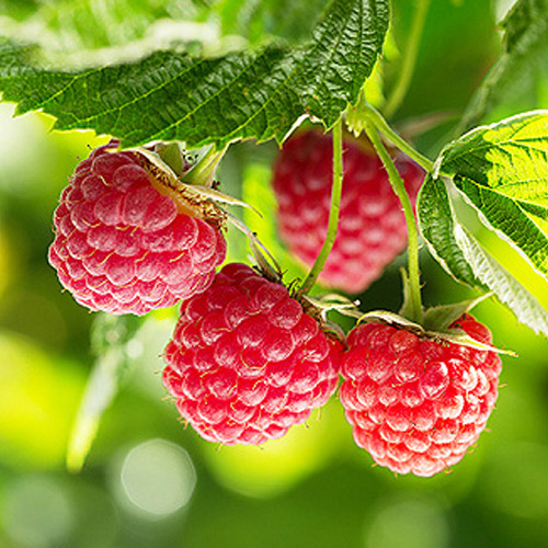 [Global-CN05] Magical Flavour Fruit Concentrated Flavors