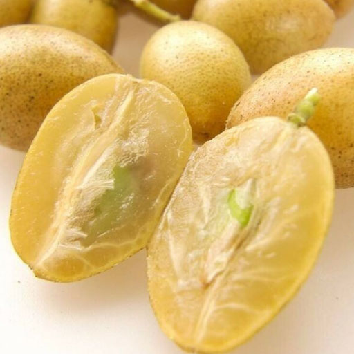 [Global-CN05] Magical Flavour Nut & Herb Concentrated Flavors