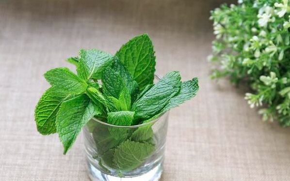 [Global-CN05] Magical FLV Menthol & Mint Concentrated FLVs-CigBest