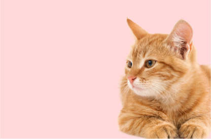 Milk new one-update-New Feature DemoNew Feature Demoorange BABA update