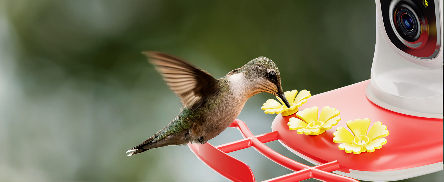 hummingbird camera