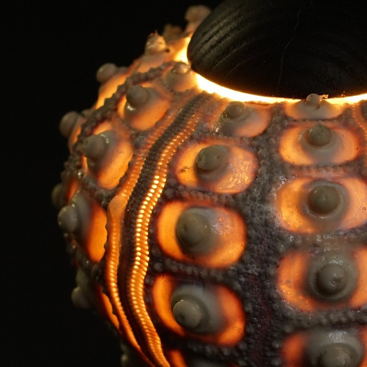 Antique sea urchin lamp atmosphere lamp decorative lamp