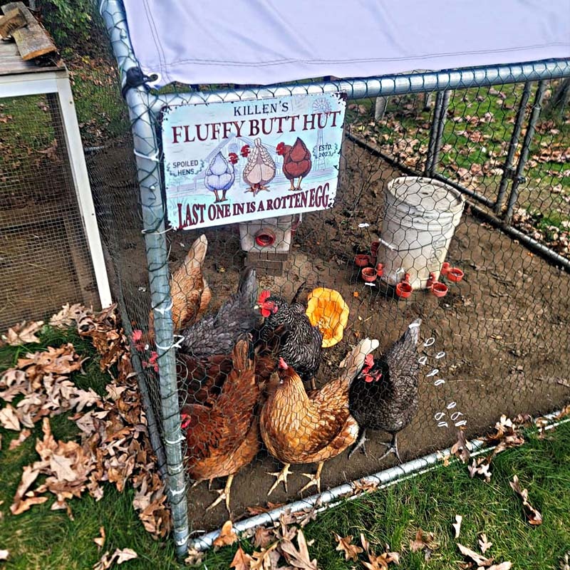 Personalized Chicken Fluffy Butt Hut Nuggets Customized Classic Metal Signs