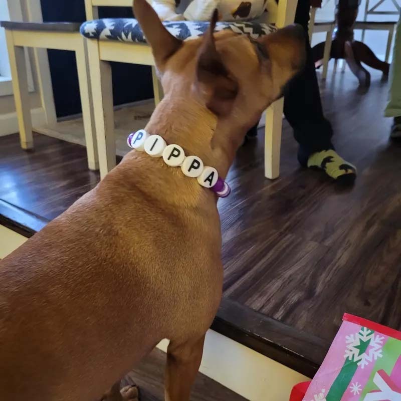 Personalized dog collar with large beads Your pups name on a custom made adjustable beaded necklace
