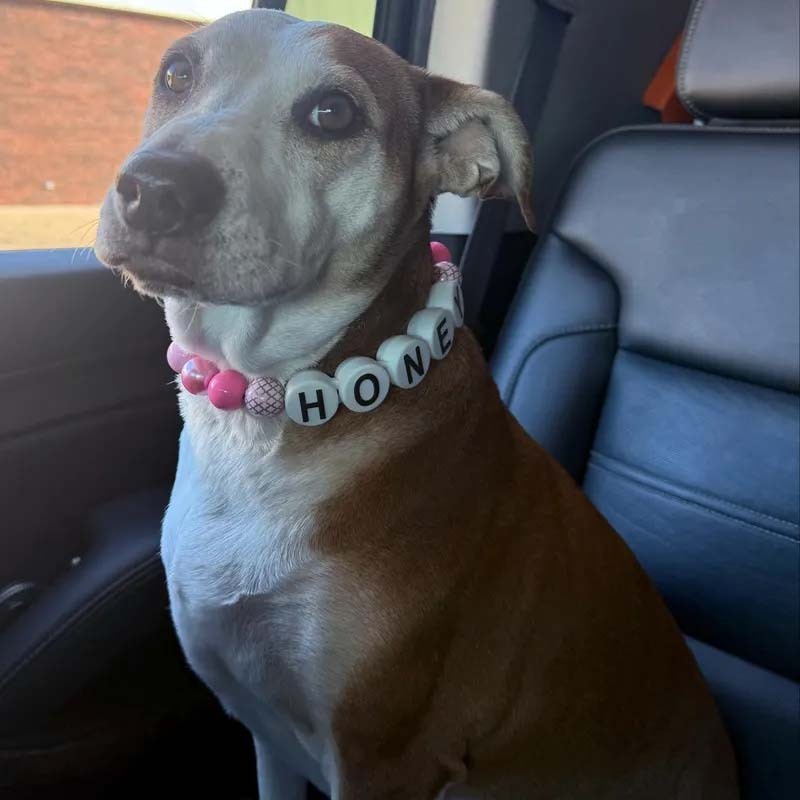 Personalized dog collar with large beads Your pups name on a custom made adjustable beaded necklace