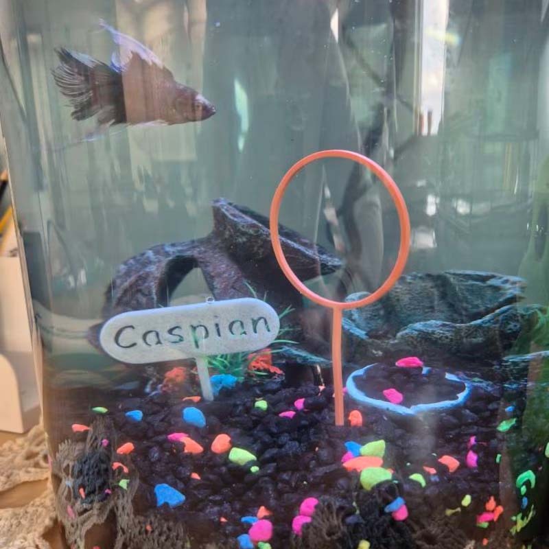 3D printed Name Tag | Personalize your Fish tank with its own name