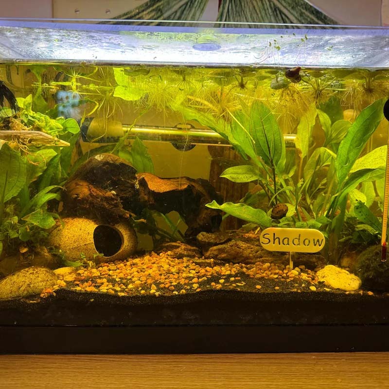 3D printed Name Tag | Personalize your Fish tank with its own name