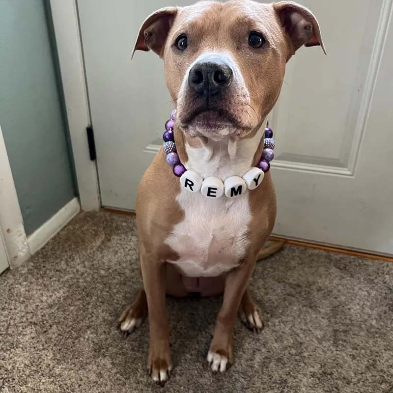 Personalized dog collar with large beads Your pups name on a custom made adjustable beaded necklace