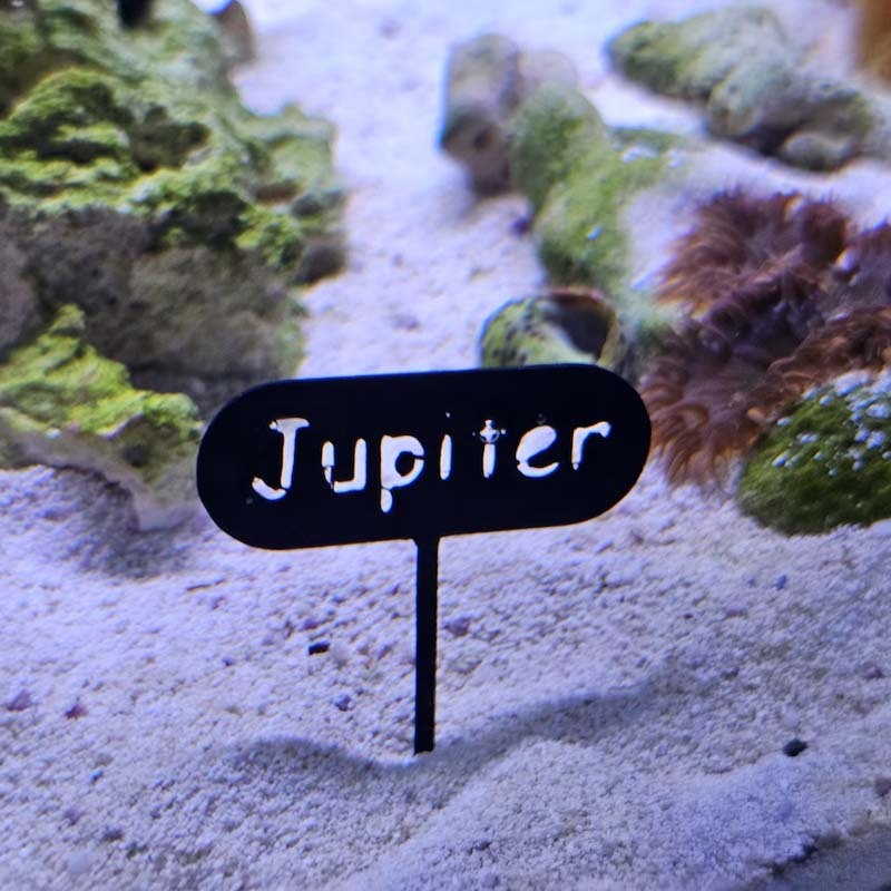 3D printed Name Tag | Personalize your Fish tank with its own name