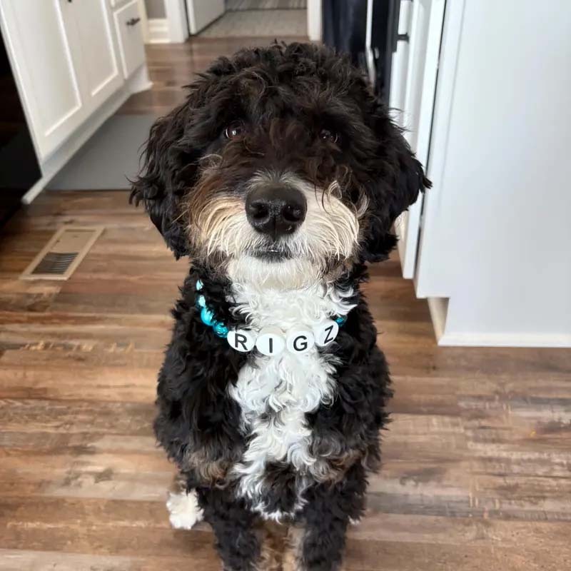 Personalized dog collar with large beads Your pups name on a custom made adjustable beaded necklace