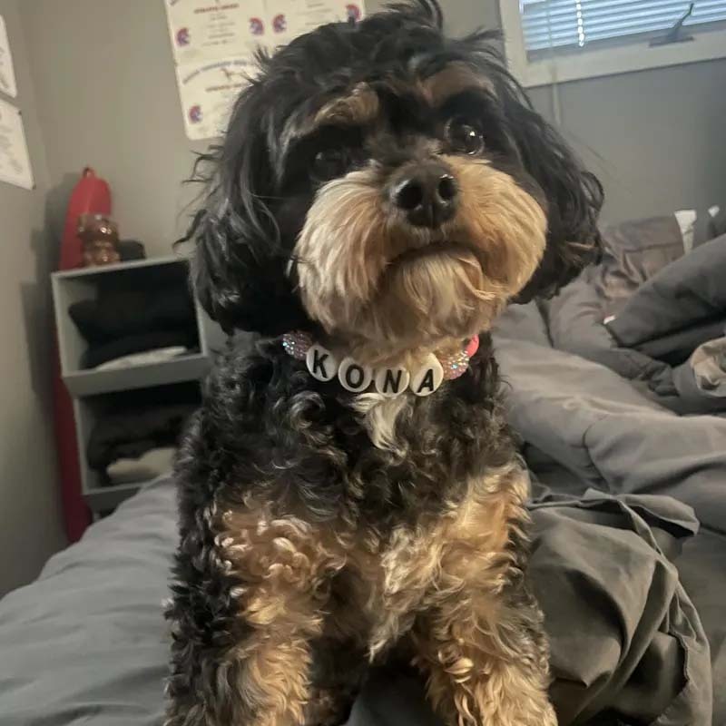 Personalized dog collar with large beads Your pups name on a custom made adjustable beaded necklace