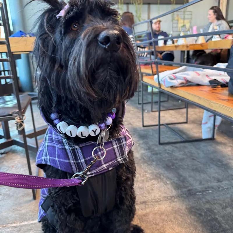 Personalized dog collar with large beads Your pups name on a custom made adjustable beaded necklace