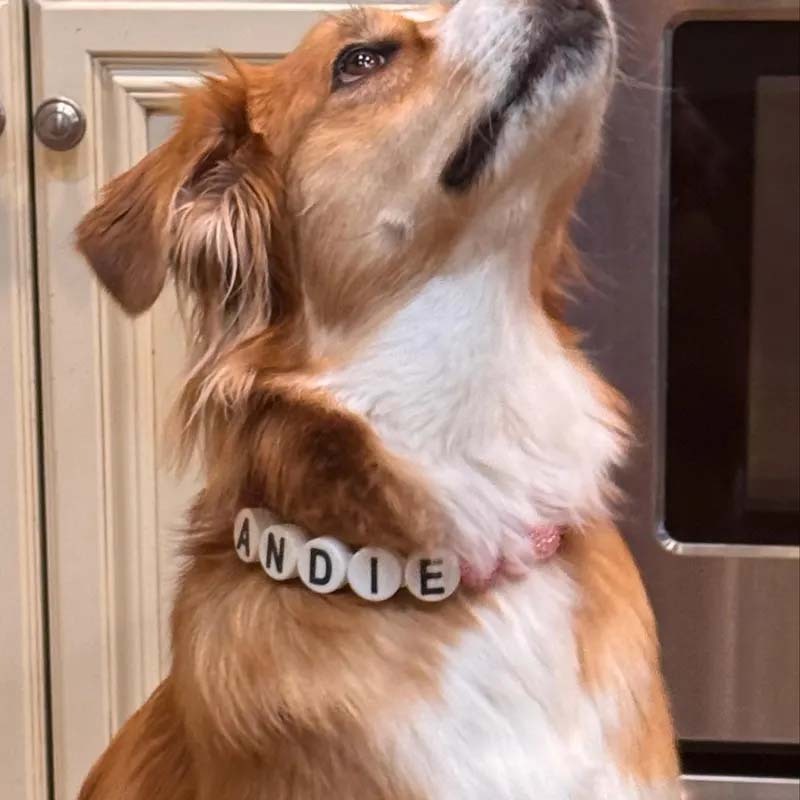 Personalized dog collar with large beads Your pups name on a custom made adjustable beaded necklace