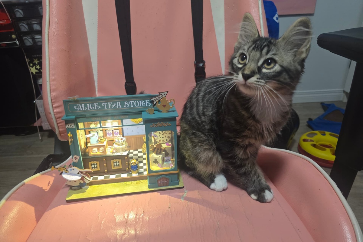  cute cat Tigger with alice tea store miniature houses