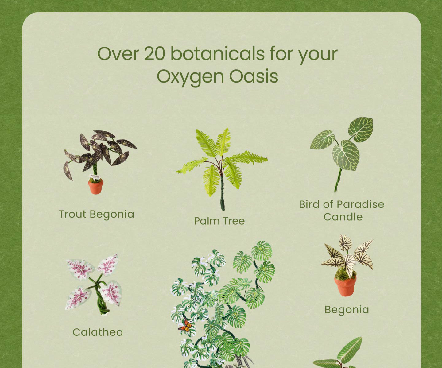 Rolife Oxygen Oasis detail image showing dh102
