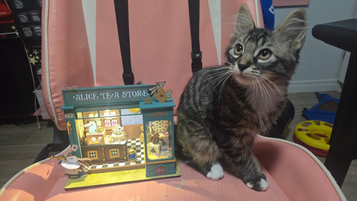 Rolife Moments When Cats Find Their Rolife Miniature Match