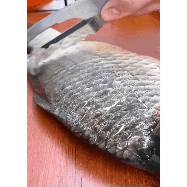 Stainless steel fish scaler | FISHBLADE