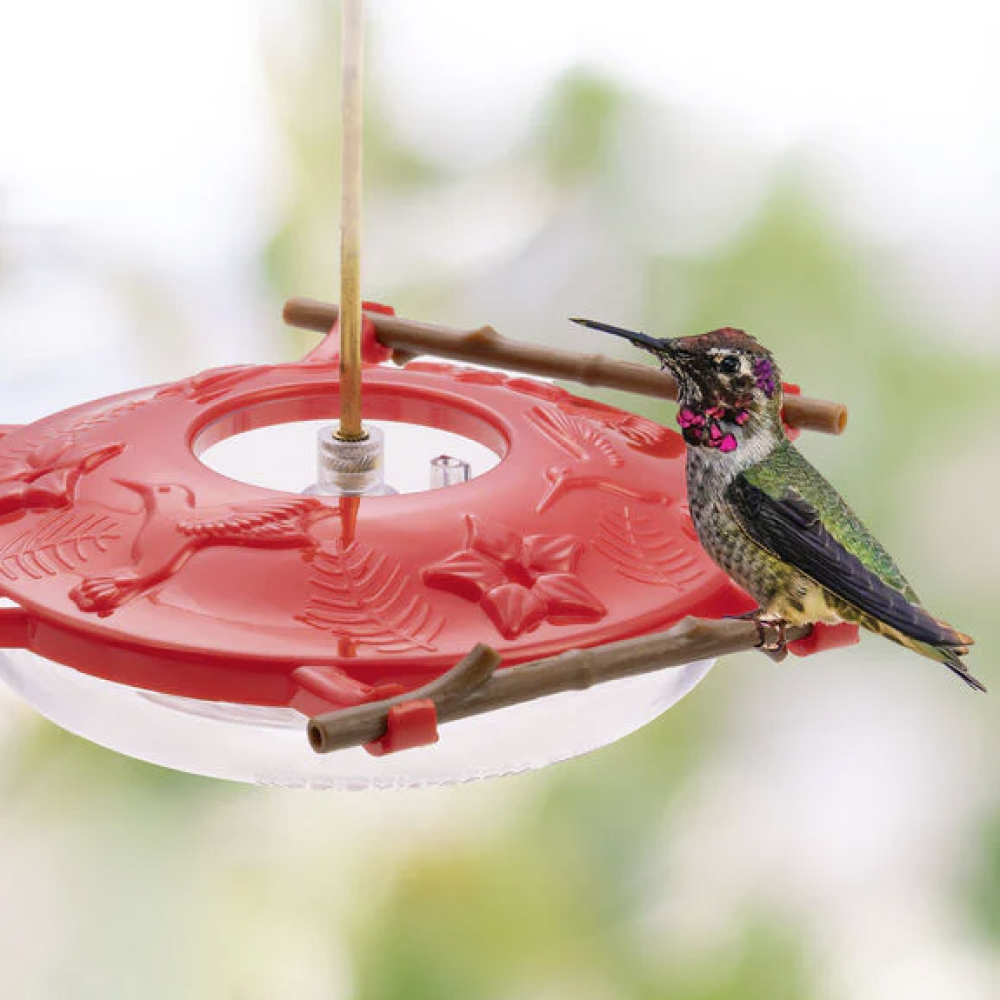 Hummingbird Feeder——A natural perch hummingbirds love