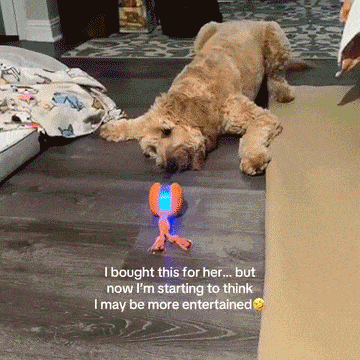 Interactive Pet Ball Toy