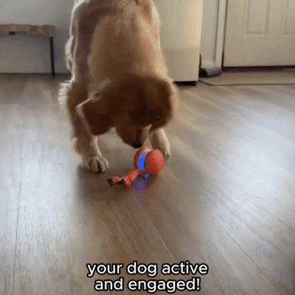 Petsboro™---Keep Your Pet Relaxed, Happy & Content for Cat🐱 & Dog🐶