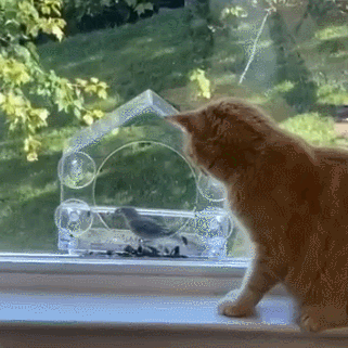 🦜Transparent Acrylic Window Bird Feeder