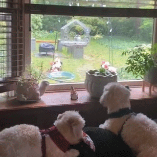 🦜Transparent Acrylic Window Bird Feeder