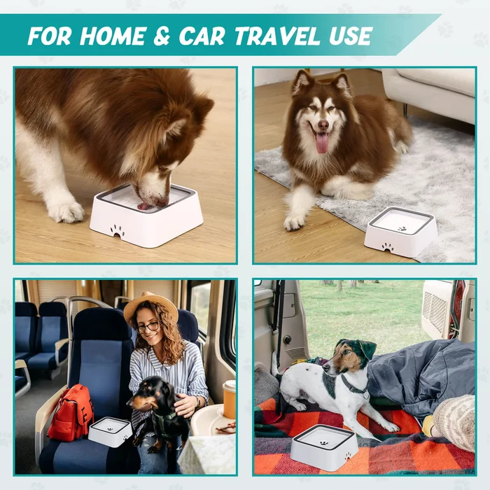 🐶Dry Bowl Dog Drinking