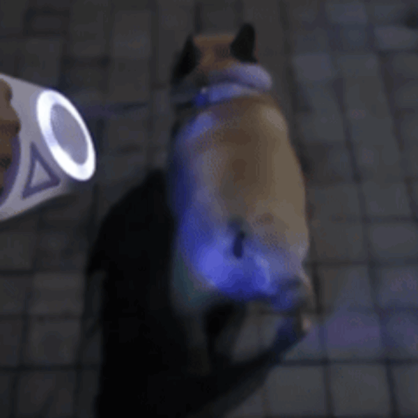✨✨Lighted Dog Leash👉 Perfect For Owners Who Often Walk In The Evenings