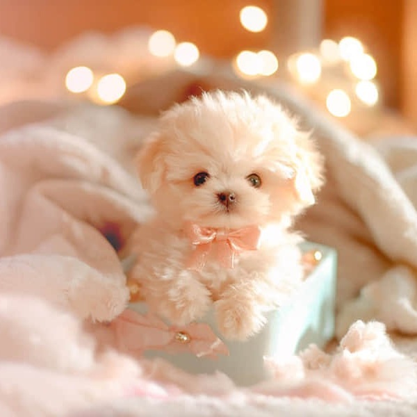 2025 New Arrival ZoomerPup🔥Realistic Puppy Toy