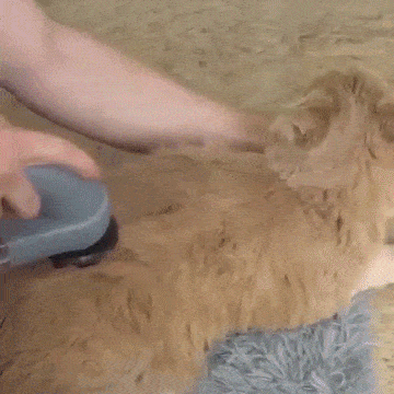 Handheld vacuum for pet hair